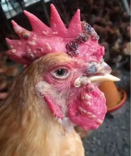 鸡冠子长痘痘是什么病 本病多发于高温高湿的夏季和秋季,青年鸡易发