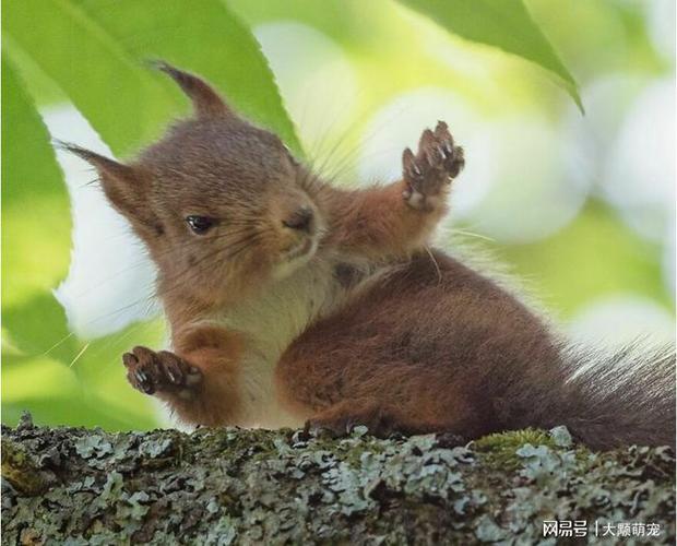 松鼠生气,吃惊,惊喜的样子,一位摄影师花费数年,拍下自然瞬间