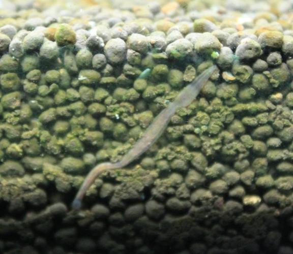 虾缸里发现的 这是什么虫子啊?