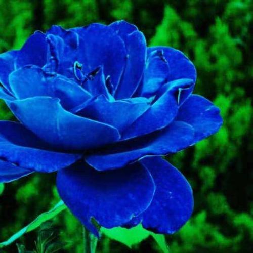 山东临沂平邑县月季苗 蓝色妖姬 美国引进品种 [美爆了] 现挖先发