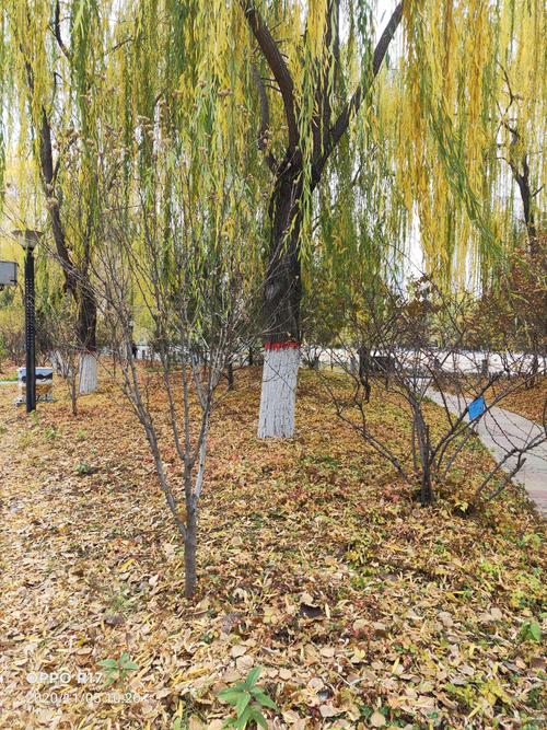 落叶满地,柳树叶子依然在.