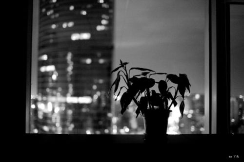 天黑了 孤独又慢慢割着