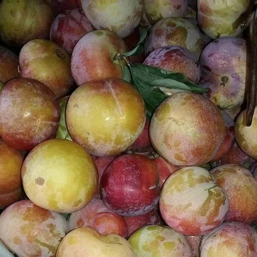 秋红秋姬大红袍李子预售中