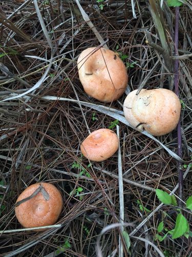 请问这是什么菌子,阴雨天多在松树下面长着