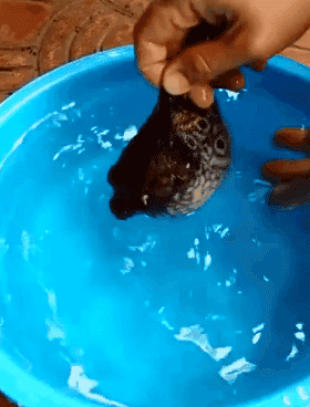 很多人见过河豚生气,但你见过它撒气吗?