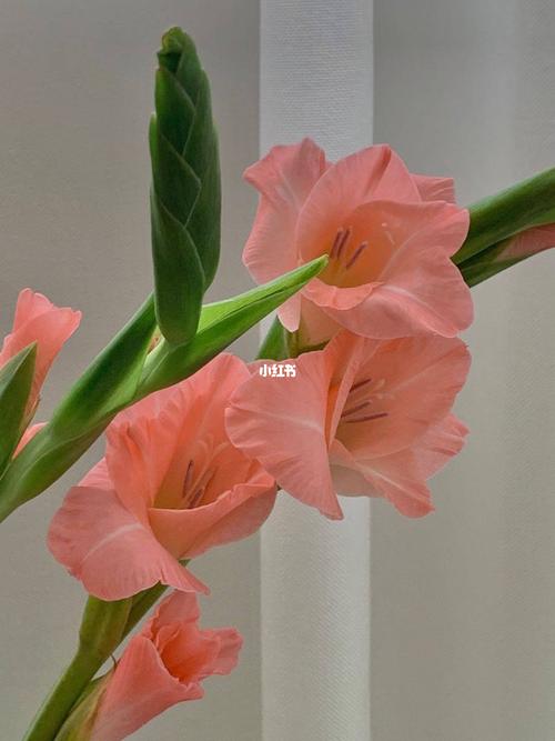 网购鲜花之剑兰——步步开花,节节开_花瓶_鲜花_朱雀花卉市场攻略