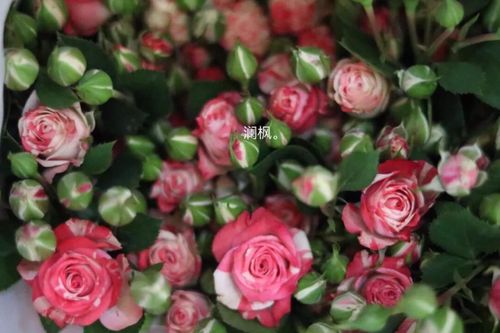 多头玫瑰品种大全