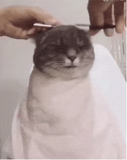 主人给胖猫理发,这表情让人一看就想笑 zt