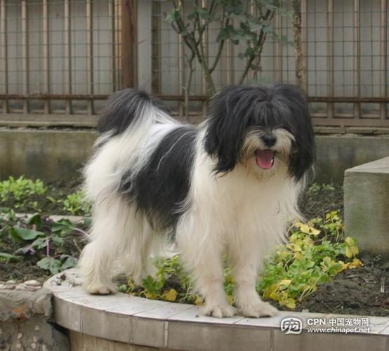 看看我的西藏梗和拉萨犬