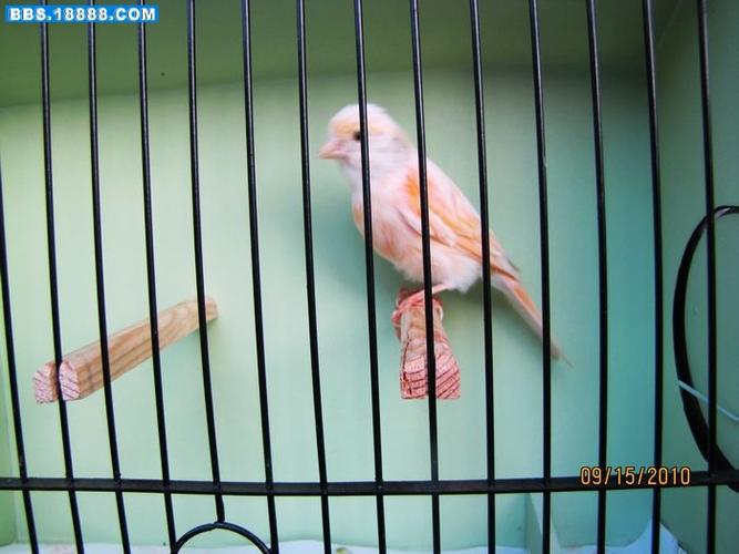 上点最新拍的白里透红芙蓉鸟.