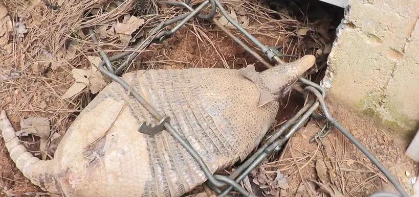 原创男子放夹子抓偷鸡贼结果夹到一只奇怪生物网友这是啥