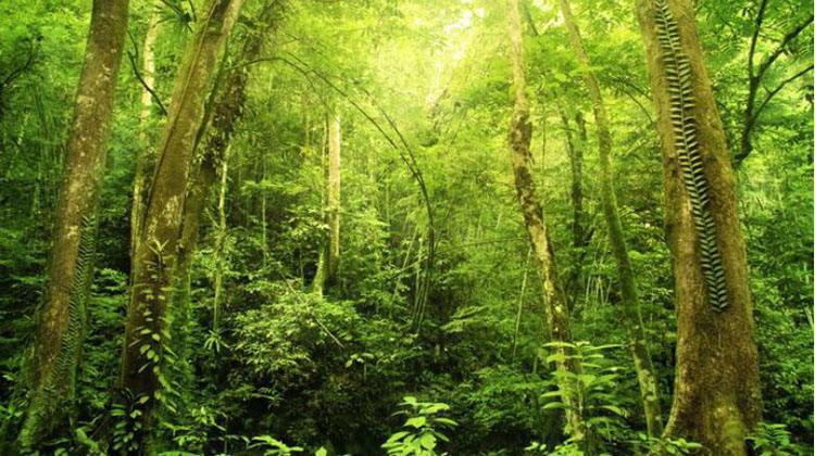 5张绿色森林ppt背景图片