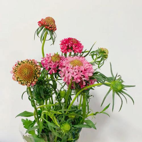 【松虫草】花开时,从外圈依次开至花心直到整朵花全部盛开 波浪状的