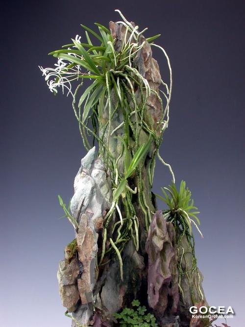 风兰石斛野生兰 - 雪山盛开