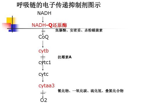 叠氮化合物 o2 第21页 (共21页,当前第21页) 你可能喜欢 氧化磷酸化