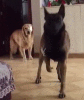 金毛带兄弟去干架被揍,网友:单眼船长和瘸腿大副出世!