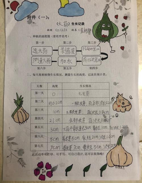 最后欣赏一下我的蒜苗成长记录表吧
