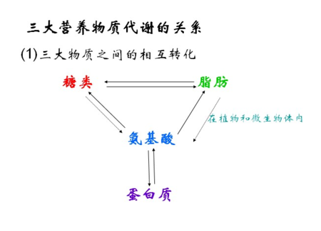 三大营养物质代谢关系图