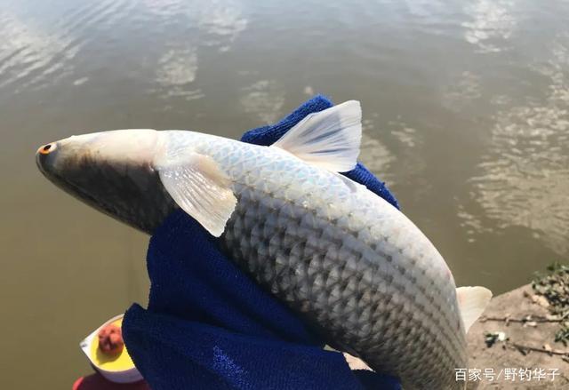 乌头鱼的最佳钓法(建议收藏)