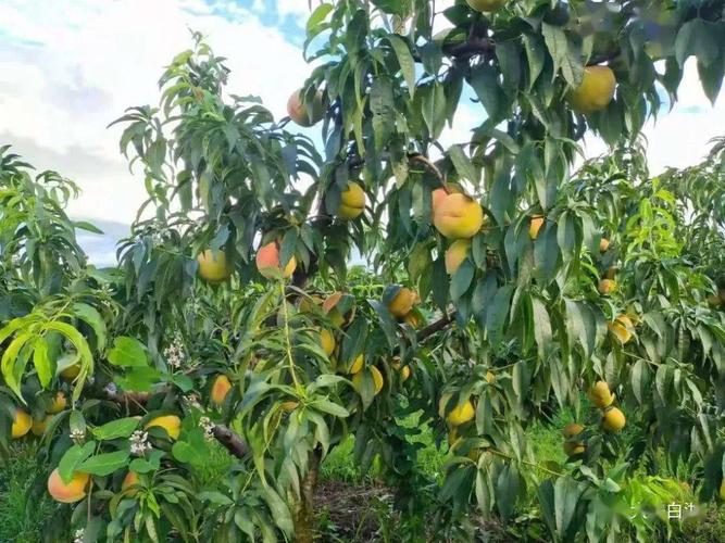 新鲜刚下树,又甜又脆,口感正巅峰 时值盛夏,走进泉水村寓森黄桃园内