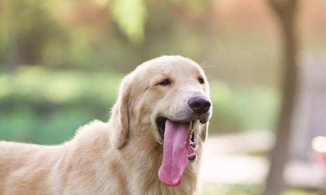 农村俗语:"下破母伏头,雨淋狗舌头",什么意思?有道理吗?