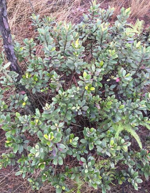 【买1送3】广东桃金娘树苗捻子苗稔子苗岗捻多年生野果苗野生果树