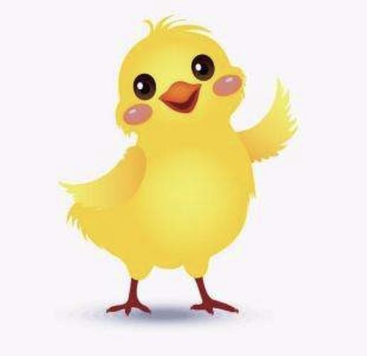 可爱的小鸡
