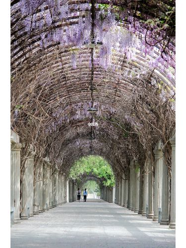 紫藤"隧道"_瀑布_人工流产_紫藤花_出行_人文风光展示