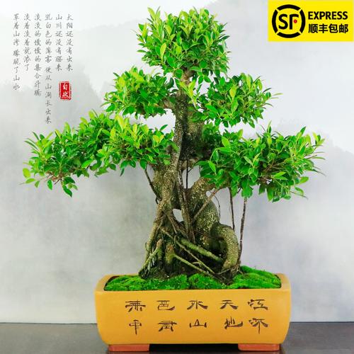 自然岛园艺旗舰店的优惠券大全—台湾虎皮榕老桩盆景办公前台绿植客厅
