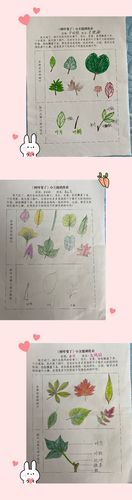 通过主题调查表,宝贝们了解到秋天里的树叶,树叶的基本结构.