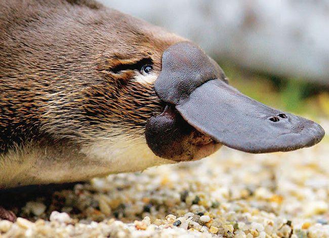 动画片里可爱喜人的鸭嘴兽真的存在吗让一起来看看吧