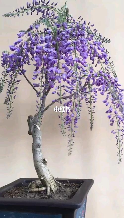 日本丰花紫藤～紫罗兰盆景_日本_盆景_庭院_家居家装