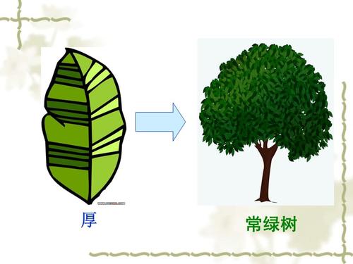 常绿树和落叶树.ppt