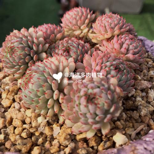 小红衣和小红船对比图_多肉植物_夏天去哪玩_海洋多肉