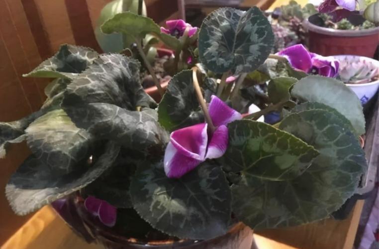 喜欢养仙客来,知道室内盆栽该注意哪些问题吗?