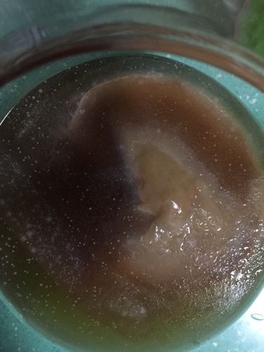 我的红茶菌(海宝)养了3天上面的白点点是什么还活着吗?