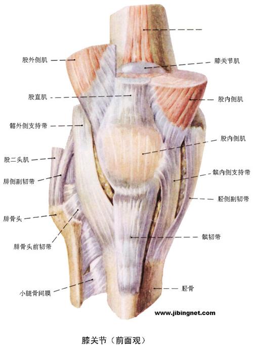膝关节结构图