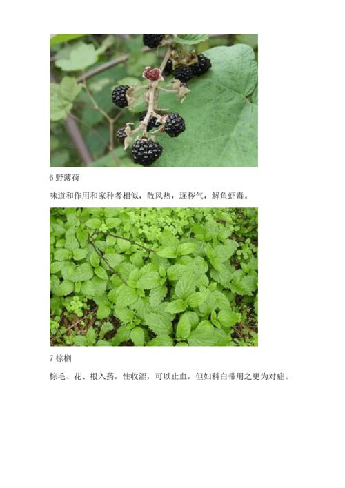 38种生长在农村的中草药有图解-天天踩它-却不知它的