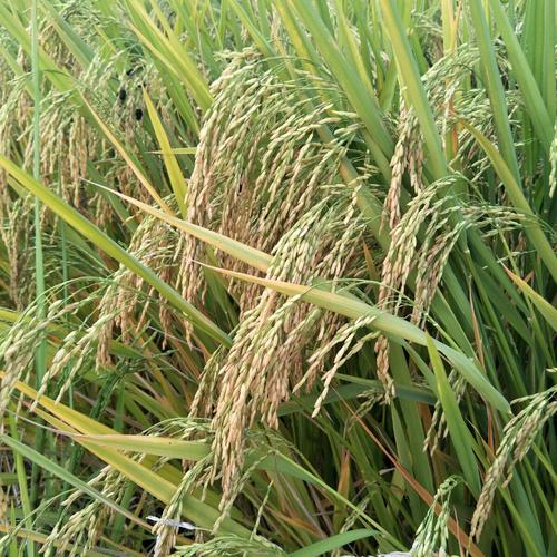 晶中王稻——晶两优1237