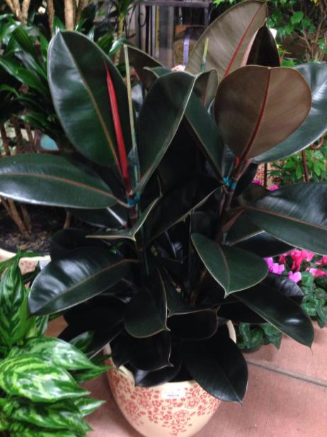 首页 橡皮树的养殖方法和注意事项 橡皮树的扦插方法 发布时间: 2021