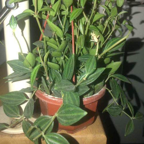 白脉椒草 growing - garden manage - gfinger is the best garden