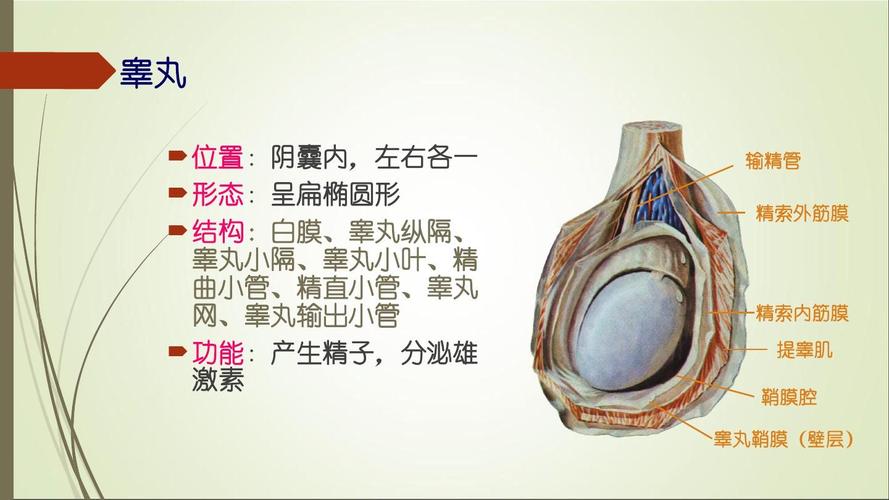 睾丸   位置:阴囊内,左右各一   形态:呈扁椭圆形   结构:白膜,睾丸