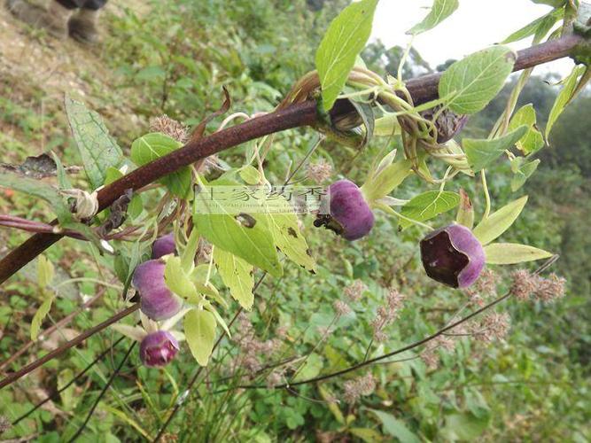 深山野生 四叶参 苗 羊乳参 山海螺 狗头参 乳头薯 果实 种子一个