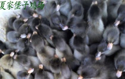 辽宁非洲雁苗商品大图