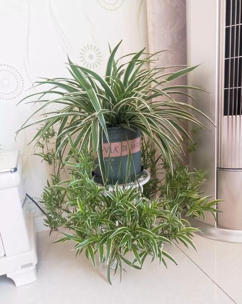 8种花现在赶紧剪,剃光头撸光叶,越狠越爆盆|文竹|吊兰