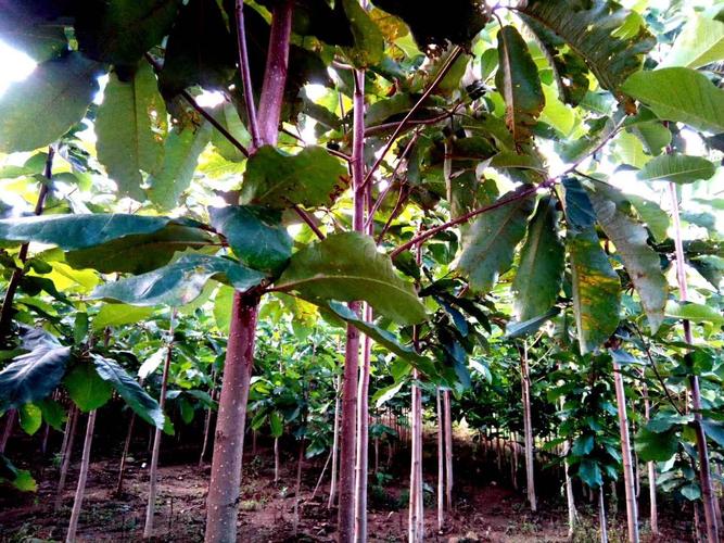 厚朴树 正宗日本厚朴,国内的南朴根本没发比.