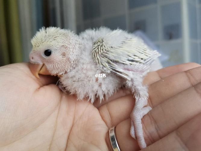 牡丹鹦鹉宝宝成长记录_牡丹_牡丹鹦鹉_宠物_宠物其他