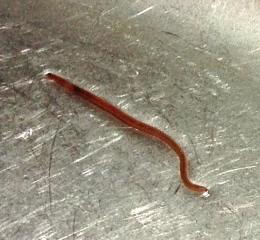 请教各位高手看一下这是什么虫子,我要如何消灭它.