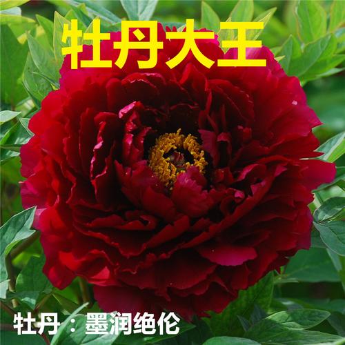 牡丹大王,墨润绝伦,正宗多层重瓣大花菏泽盆栽牡丹,秋季发货