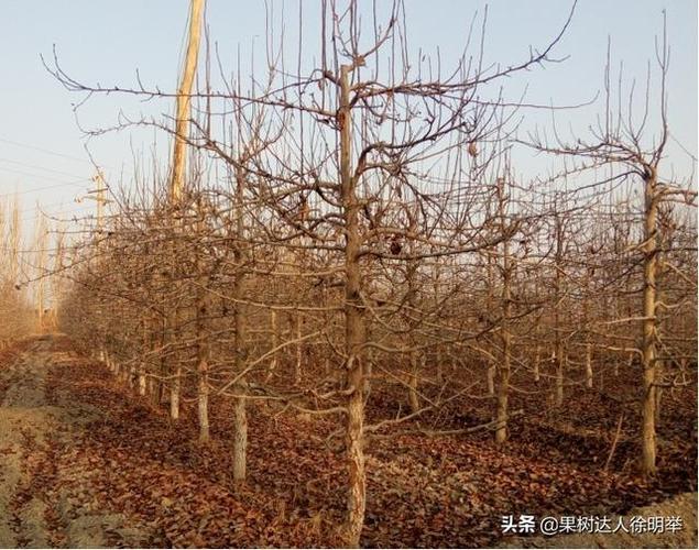 梨树修剪正当时,这些原则要牢记,应用到位结好果